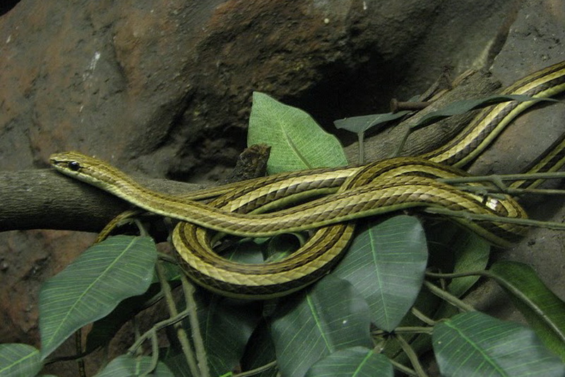 Thailand, Bangkok, Dusit Zoo